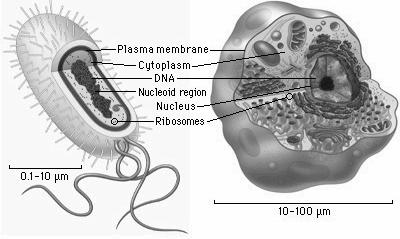Prokarióta és eukarióta sejt