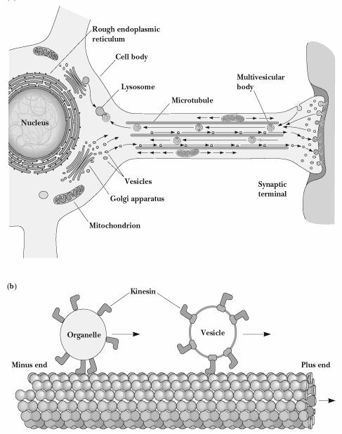 Mikrotubulusok: a sejt autópályái vezikulumok, fehérjék a mikrotubulusok