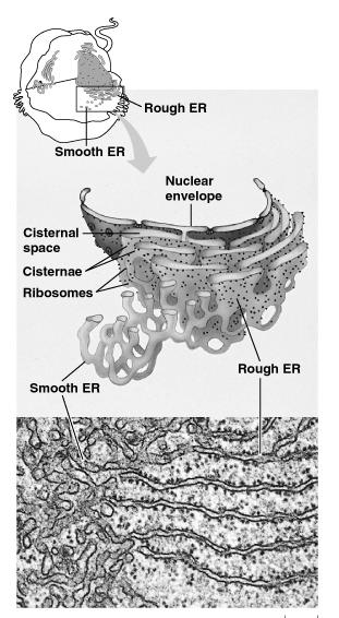 Az endoplazmatikus retikulum Sima felszínű endoplazmatikus retikulum SER