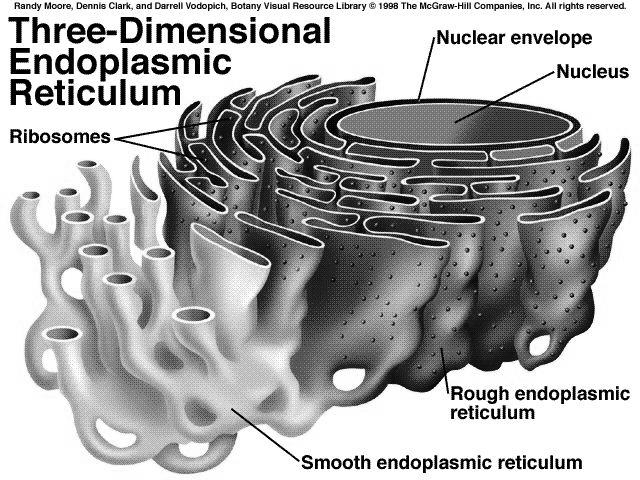 endoplazmatikus retikulum DER fehérjeszintézis szekréciós- és