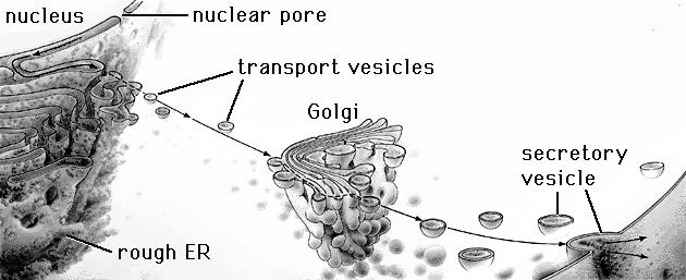 módosítása méregtelenítés A Golgi-készülék