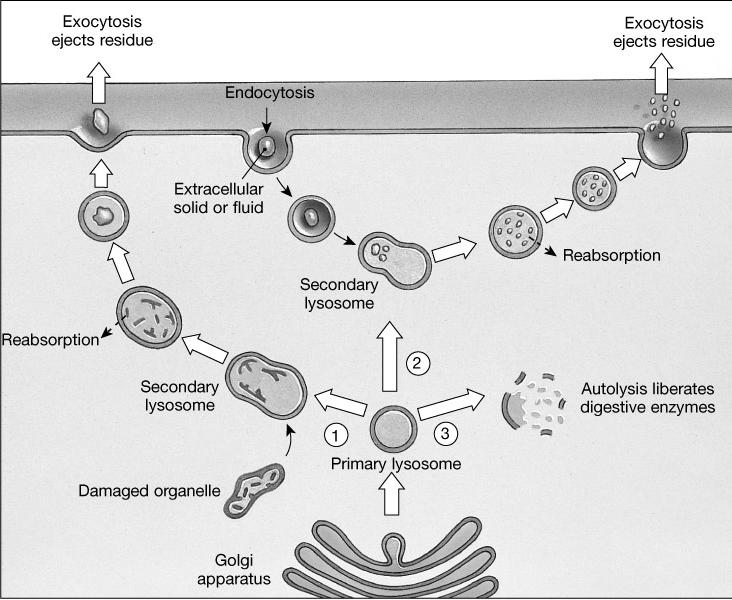 Lizoszómák endocitikus vezikulum