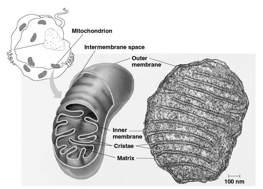 A mitokondrium Számunk 20-tól 1-2000: májsejtben 2500 db, spermiumban 20-25 db.