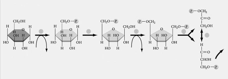 Glükolízis Glükóz Glükóz- 6-foszfát Fruktóz- 6-foszfát Fruktóz- 1,6-difoszfát dihidroxiaceton-p 1 2 3 4 5 izomeráz ATP ADP hexokináz