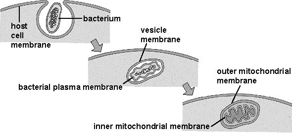 Endoszinbionta elmélet sejtorganellumok