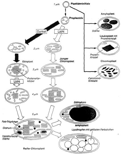leucoplast raktározás -amyloplast
