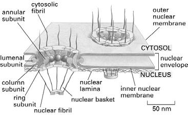 nukleolusz heterokromatin kettős