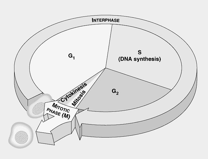 Kromoszómaszerelvény fajra jellemző kromoszómatípusok száma: n haploid genetikai állomány (genom( genom) n spórák, ivarsejtek, egyszerűbb élőlények diploid genom 2 n élőlények többsége poliploid