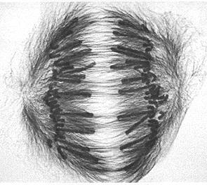 ekvatoriális (egyenlítői) síkjába rendeződnek. középre rendeződött kromoszómák A mitózis fázisai III. 3.