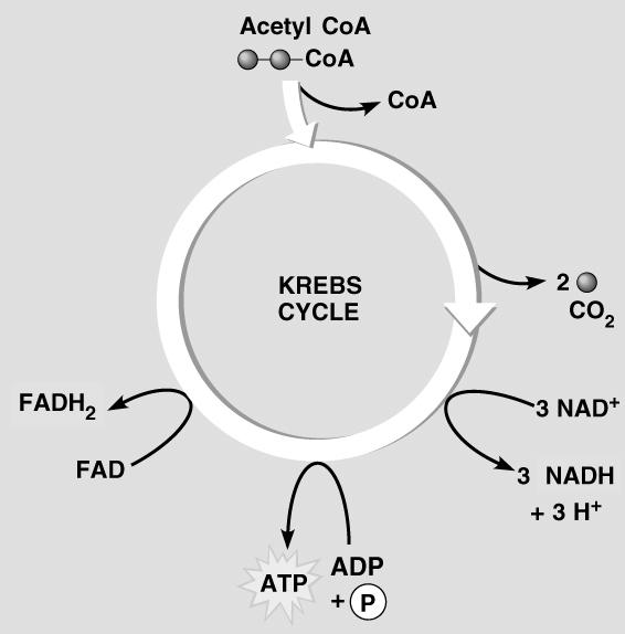 A CoA által szállított acetilcsoport fokozatosan eloxidálódik CO 2 Hidrogénatomokb natomokból l