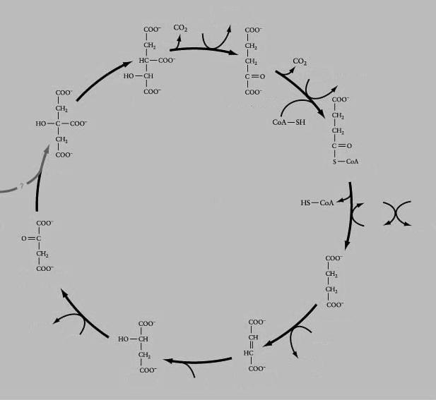 C6 C6 2 C C4 izocitromsav NADH NAD + α ketoglutársav NAD + NADH Acetil csop.