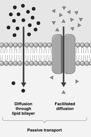 Diffúzió és facilitált diffúzió Transport (fluxus)