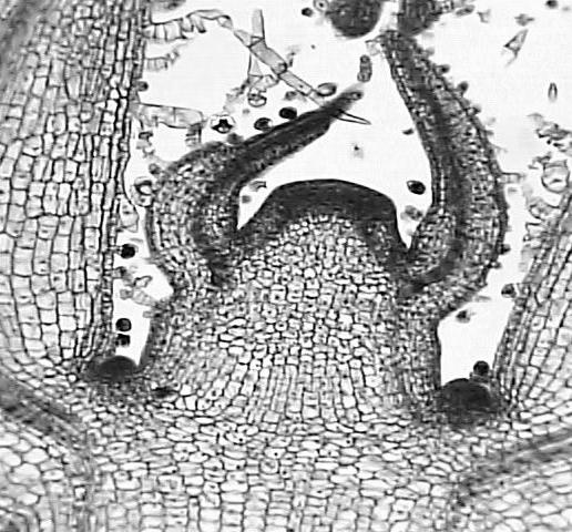merisztéma (hónaljrügy) gyökércsúcs gyökérsüveg