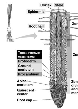 elsődleges merisztéma Protoderma Alapszöveti