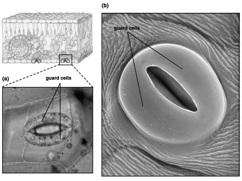 kutikula epidermisz sztóma