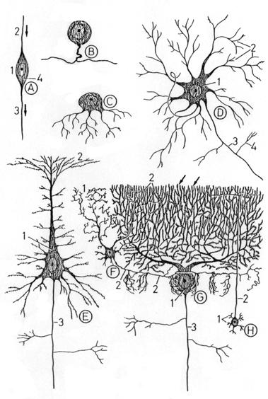 Az idegsejt (neuron) kerek sejttest sok DER Nissl-rögök dendritek (van ER) axon végfácska (nincs ER) idegrost = gliasejtek által borított axon A környéki idegrendszerben Schwann-sejtek Központi