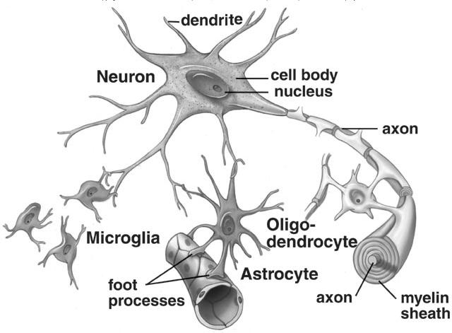 A gliasejtek Az idegrendszer támasztó, helykitöltő, szigetelő feladatot ellátó sejtjei.