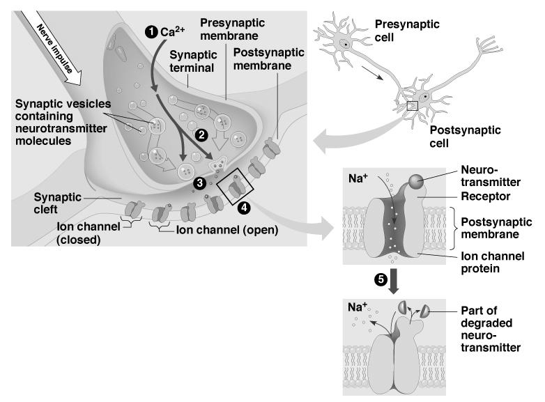 - asztrocita - oligodendrocita - mikroglia (fagocitál) - Schwann-sejt Preszinaptikus sejt