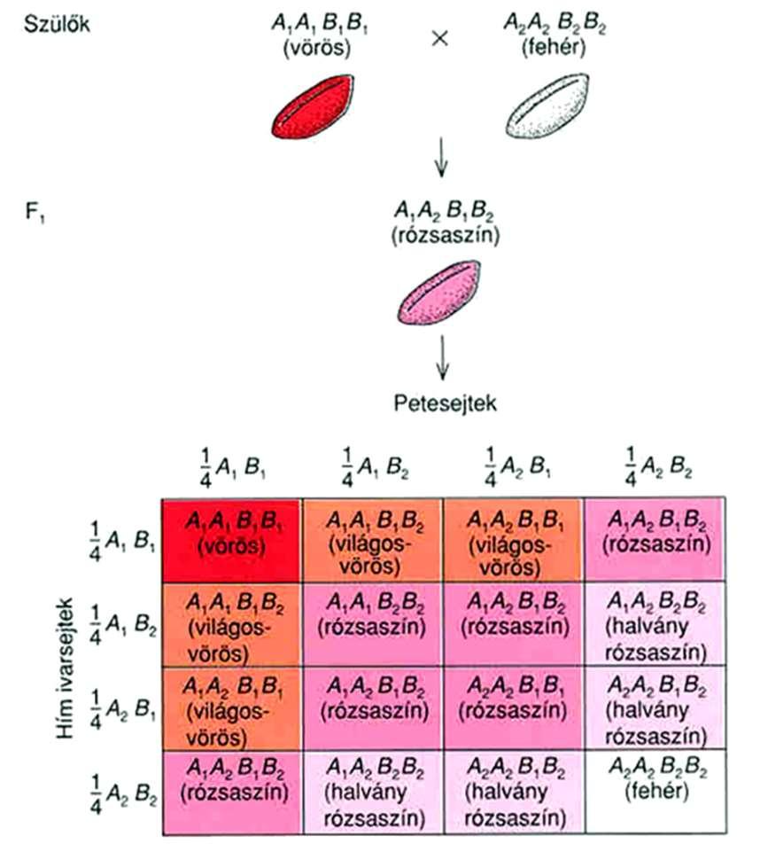 Homozigóta vörös és fehér szülői nemzedékből kiindulva F2-ben az egyes fenotípusok 1:4:6:4:1 arányba alakulnak ki.