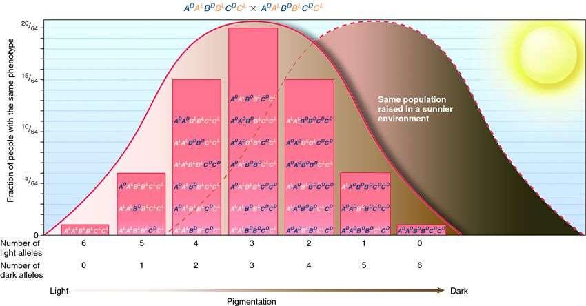 2 gén esetén R = 1/16 = (1/4) 2 n = 2 3 gén esetén R = 1/64 = (1/4) 3 n = 3 1 6 15 20 15 6 1 A mennyiségi jellegek fenotípus eloszlását a környezet jelentősen