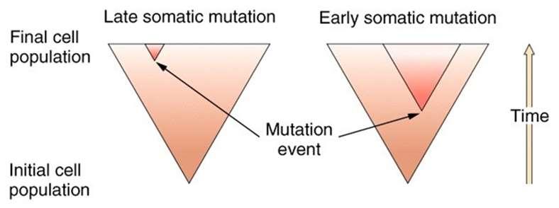A genetikai változatosságot a mutáción kívül tovább növeli az ivaros szaporodás során bekövetkező, véletlenszerű tulajdonságkombinációk végtelen lehetősége: a homológok véletlenszerű szétválása, az