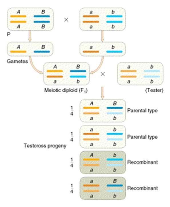 A csökevényes szárnyat kialakító génnel azonos kromoszómán helyezkedik el a testszínért felelős gén, amelynek fekete testet kialakító allélja (b) recesszív a normál, szürke testszínnel (B) szemben.