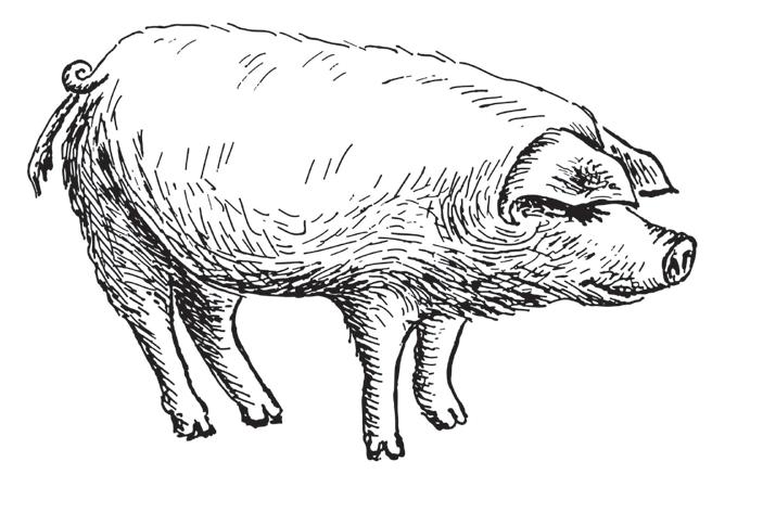 GRILLY GYÓGYNÖVÉNYES MALAC 15,79 /kg