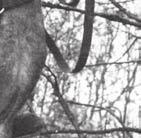 összeköttetést a külvilággal. A Varsó környéki harcokban tanúsított hősi helytállás elismeréseként a kormányzó 1944.
