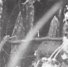 A névváltoztatás minden lovas alakulatra kiterjedt. 1944 augusztusában Románia átállt a szövetségesek oldalára. A 3.