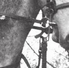 lovasság esetében is. Ennek pótlásában az akkori szövetséges sem segített. 1944 júniusában az 1. lovashadosztály a magyar II.