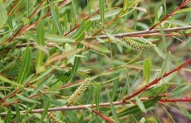 A ligeterdei fajok közül a fehér fűz (Salix alba) és a fekete nyár (Populus nigra) a legjellemzőbbek, azonban ezek leginkább parkokba, folyó menti területekre javasolhatók.
