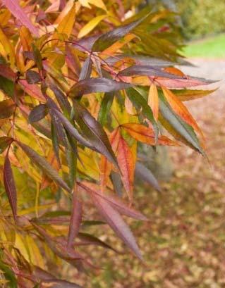 Jól alkalmazható parkokban a kocsánytalan tölgy (Quercus petraea) és a csertölgy (Quercus cerris), illetve a kocsányos tölgy (Quercus robur) is, melynek legnépszerűbb fajtája az
