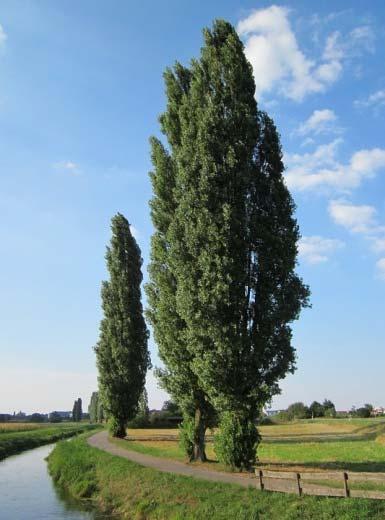 A cordata fajtái közül gyakran és széles körben telepített a Greenspire és Greenglobe, melyek akár utcafásításra is alkalmasak, de nem feledkezhetünk meg a Szent István fajtáról sem.
