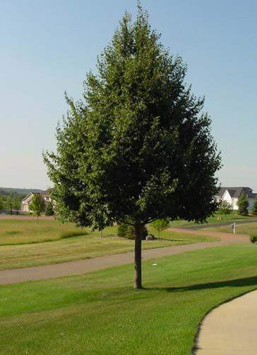 között is megállják helyüket. Juharok közül a mezei juhar (Acer campestre) Elsrijk fajtája javasolható bátran.