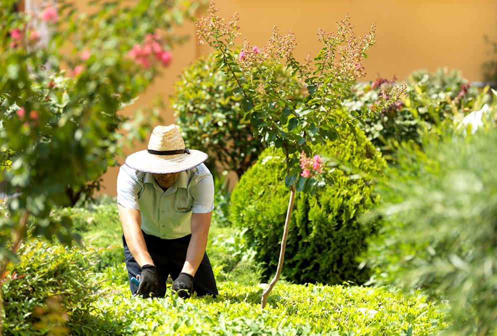 Szükség szerint növénytartási tanácsokkal látjuk el az Ön munkatársait. PARKOSÍTÁS, PARKFENNTARTÁS A kert, azon túl hogy vizuális élményt nyújt és javítja a leveg?