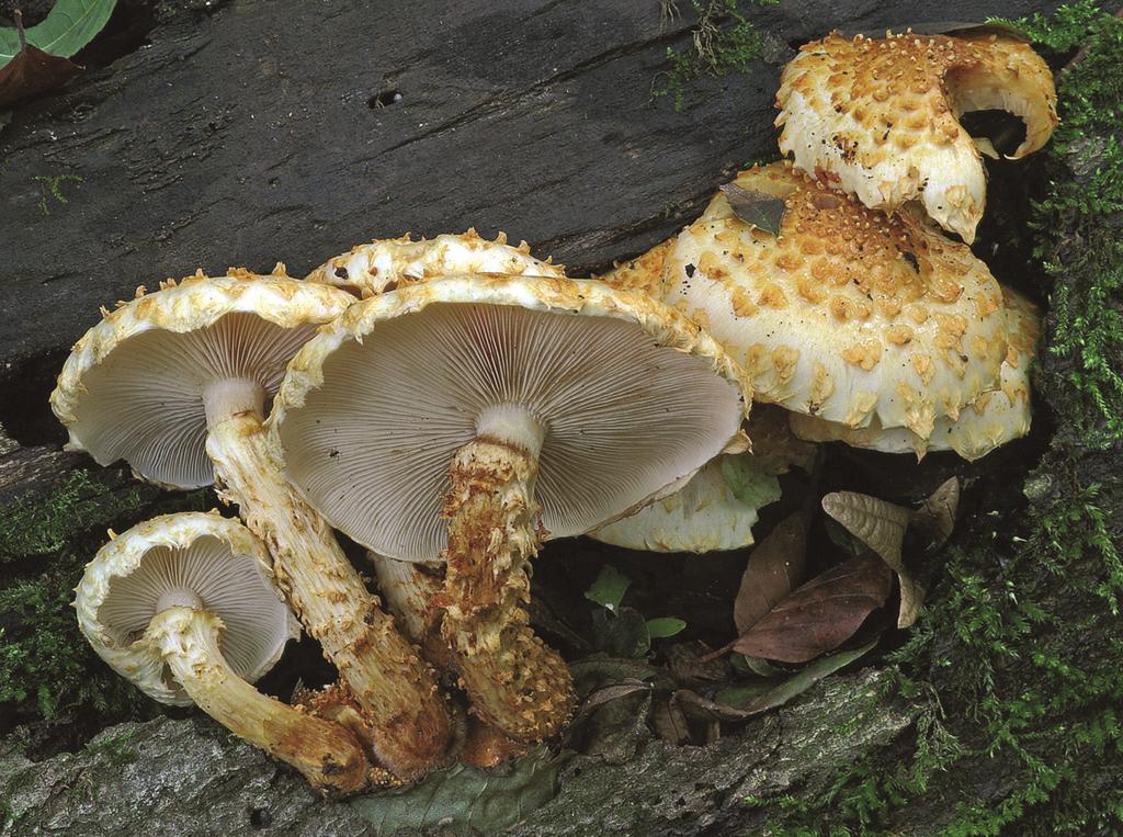 A Pholiota squarrosoides első magyarországi előfordulása és előzetes filogenetikai vizsgálata 41 3. ábra. A Pholiota squarrosoides (BP 106902) termőtestei a Juhdöglő-völgy Erdőrezervátumban (in situ).