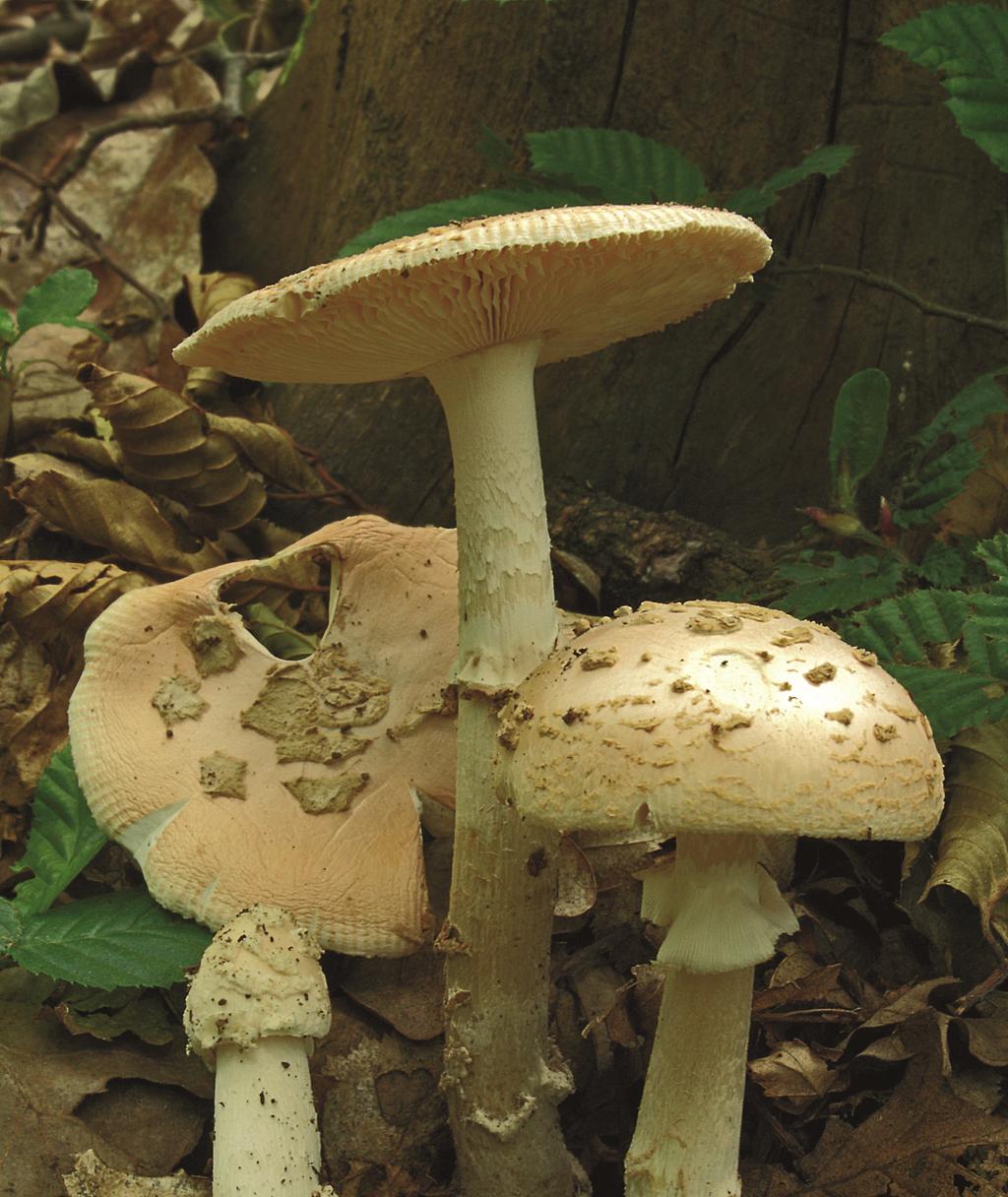 Amanita