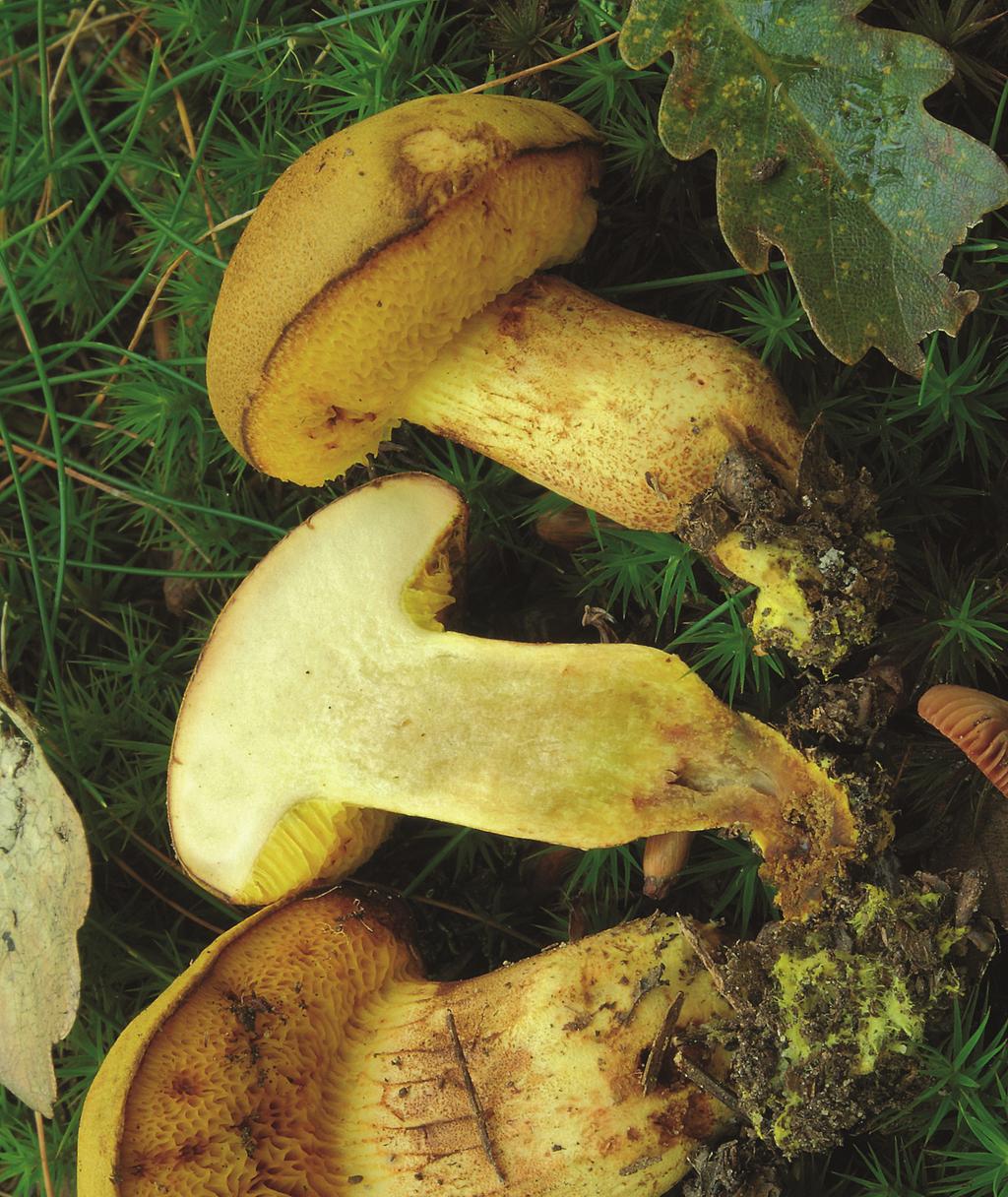 Xerocomus