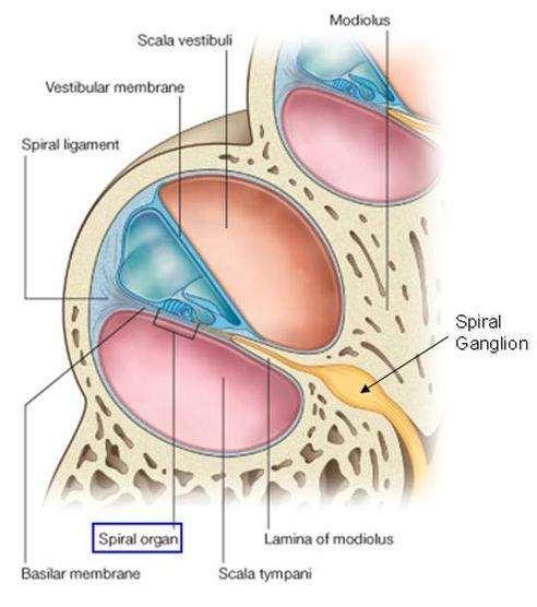 spiralis modioli