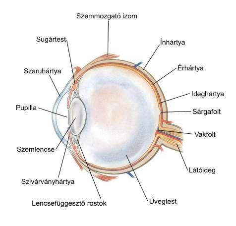 1. Külső vagy rostos burok (tunica fibrosa) a központi idegrendszer dura materének folytatása, tömött rostos kötőszövet.