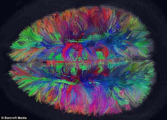 Brainbow mouse