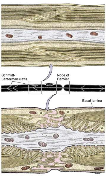 Schwann sejt által borított szakasz az