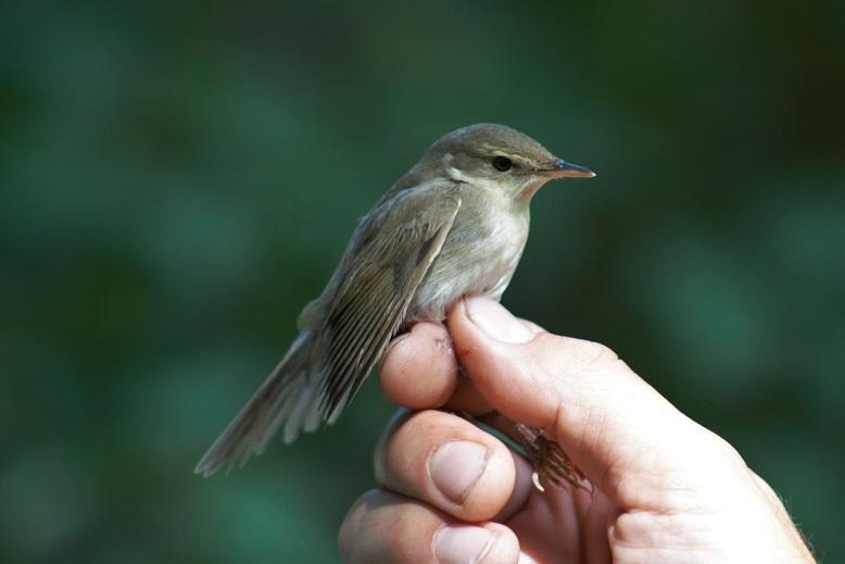 Budapest, Népliget 1 pld. (Laposa Dávid és mások). Berki nádiposzáta (Acrocephalus dumetorum) (2) 2015.