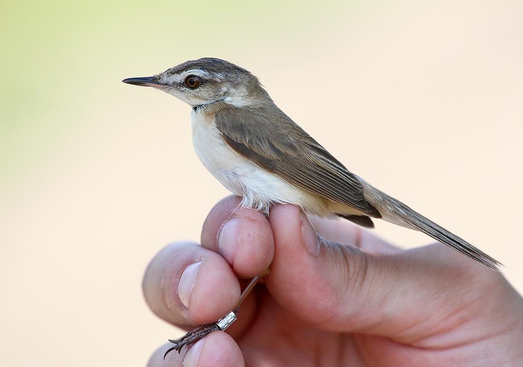 Rozsdás nádiposzáta (Acrocephalus agricola) (18) 2015. június 8. Hortobágy, Hortobágyi-halastó 1 ad. pld. (Molnár Márton és mások) (Zalai & Oláh, 2017), gyűrűzött példány.