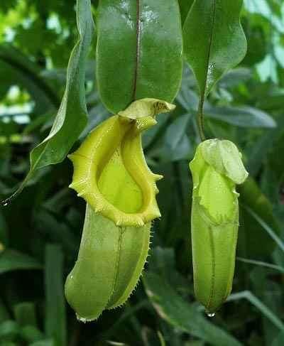 B) Rovarfogó levelek, amelyeken emésztő mirigyszőrök fejlődnek, pl. kancsóka, harmatfű, Vénusz légycsapója.