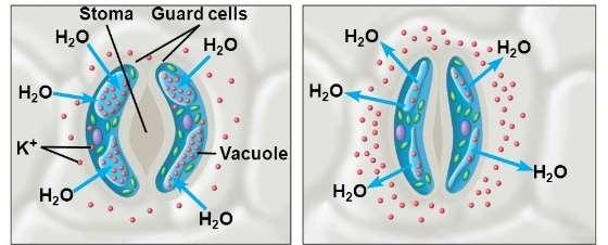 A zárósejtek speciális felépítésük révén a légrést tágítani vagy szűkíteni képesek, amennyiben a zárósejtek K + és vizet