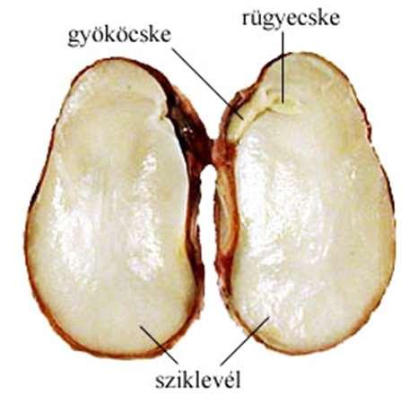 Fellevelek: a lomblevelek zónája felett, a virágok alatt