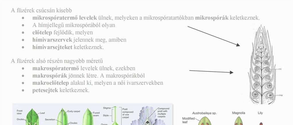 A magvaspáfrányoknál a hím jellegű spóráknak a virágpor feleltethető meg, amely szél útján közvetlenül a petesejtet tartalmazó magkezdeményre került.