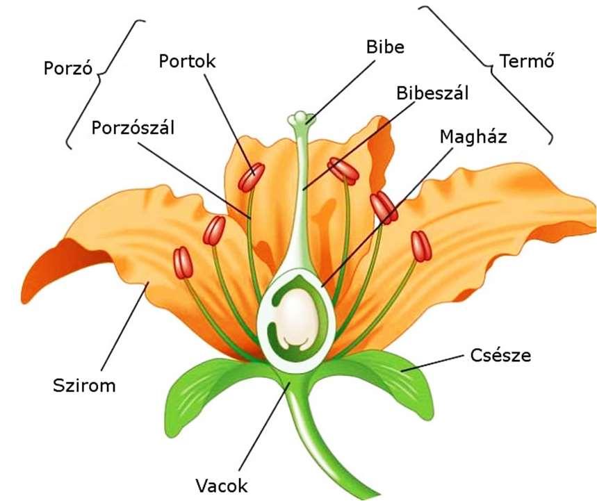 ősharasztok magvas növények mikrospóratermőlevél porzólevél mikrospóratartó pollenzsák mikrospóra 1 sejtes pollen hím előtelep vegetatív sejt(ek) hím ivarszerv, a generatív sejt hímivarsejt