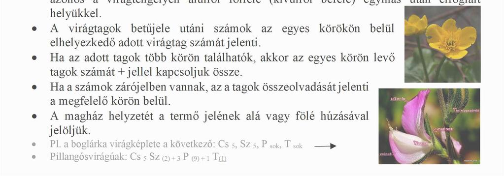 A betűk sorrendje azonos a virágtengelyen alulról fölfelé (kívülről befelé) egymás után elfoglalt helyükkel.